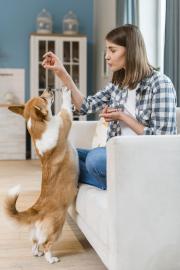 Best CBD for Dogs