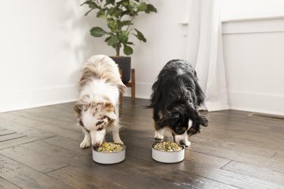 Get 50% Off Nutritious, Fresh Food for Your Dog With a Nom Nom Subscription