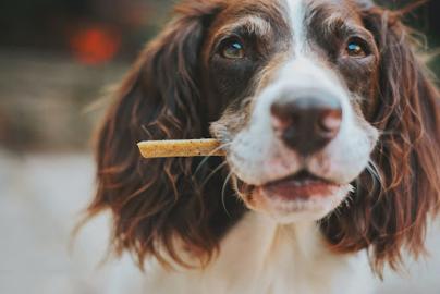 23 Best Dog Conditioners