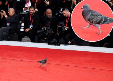 Yes, A Pigeon Actually Crashed the Venice Film Festival Red Carpet