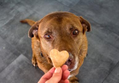 20 Best Dog Foods for Picky Eaters