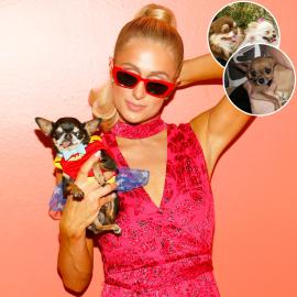 Paris Hilton Is the Ultimate Dog Mom! Meet the A-Lister’s Fur Babies