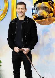 Tom Holland Mourns Death of Beloved Dog Tessa: 'Missing My Lady'