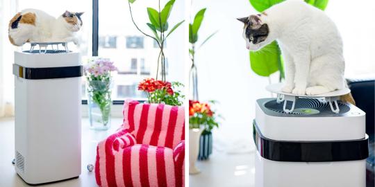 Combat Pet Odor with This Airdog Air Purifier