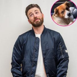 Chris Evans Teases Whether His Dog Dodger Will Ever Join Him on Red Carpet