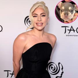 Lady Gaga Adopts New Puppy 3 Years After Dog Kidnapping Incident