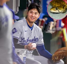 Yes, a Snake Really Did Get Into Dodgers Dugout During Game 2 of NLCS