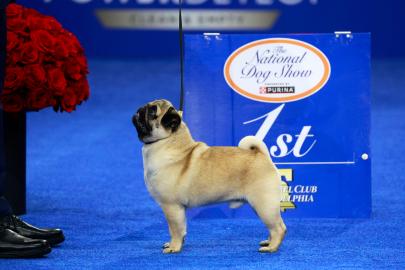 Vito the Pug Wins the 2024 National Dog Show