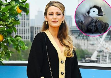 Blake Lively Narrates Adorable Baby Penguin Moment in Docuseries Sneak Peek