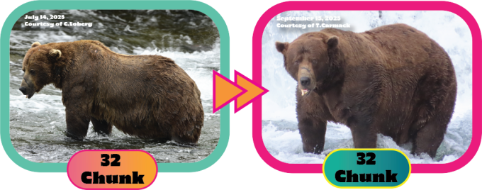 ‘Chunk’ the Brown Bear Wins Fattest Bear Award